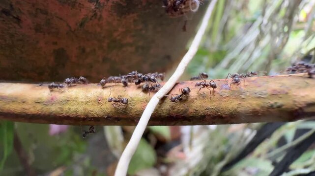 Black Ants Marching Along Rusty Pipe with White root, Close-up macro shot of a trail of black ants marching actively along a textured, rusty brown metal pipe crossed by a white root.