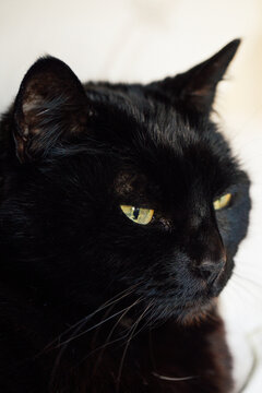 black cat portrait