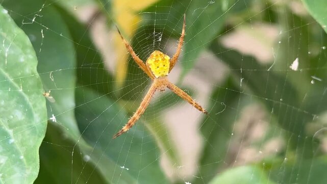 Yellow Orb Weaver Spider in Web Among Green Leaves, A brightly colored yellow and brown orb-weaver spider resting in the center of its silk web, surrounded by lush green foliage in a natural garden.