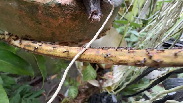 Black Ants Trailing on Rusty Pipe Under Terracotta Pot, Macro video frame of black ants moving in a continuous trail along a rusty metal pipe positioned beneath a clay plant pot, with a white cord dra