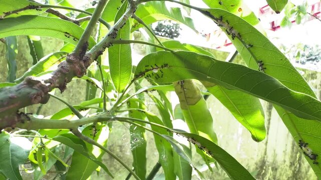 Heavy Infestation of Ants and Mealybugs on Green Plant Leaves, Low angle macro view showing a severe infestation of black ants farming white mealybugs on the stems and undersides of garden plant leave