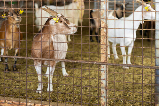 Herd of goats in pen on livestock farm