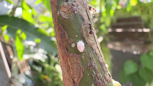Black Ants Tending to a Large White Mealybug on Tree Bark, Extreme close-up of black ants farming and interacting with a large, fluffy white scale insect or mealybug attached to a rough tree trunk.