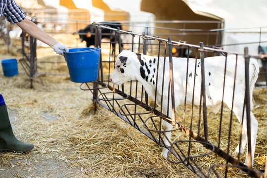 Farmer gives water to calf on cattle farm