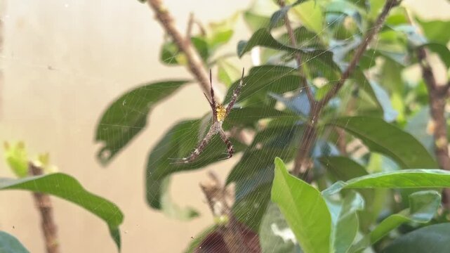 Orb Weaver Spider Hanging in Web Among Garden Plants, A garden spider with yellow and brown markings resting upside down in its intricate web strung between green plant branches.