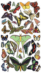 Collection of colorful butterflies and moths. Detailed insect illustrations on white background. © Hari
