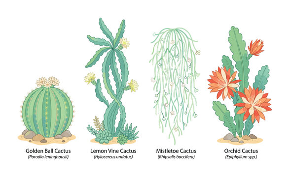 Botanical set of Golden Ball, Lemon Vine, Mistletoe, and Orchid Cactus.