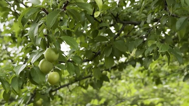 Green unripe mirabelle plums hanging on the branch of the tree in a natural outdoor setting 