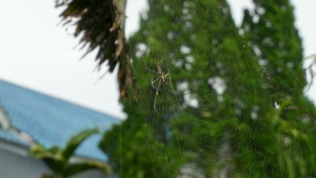 Large tropical orb weaver spider resting on a wide web in a green garden, showing natural habitat, web structure, wildlife, and biodiversity.