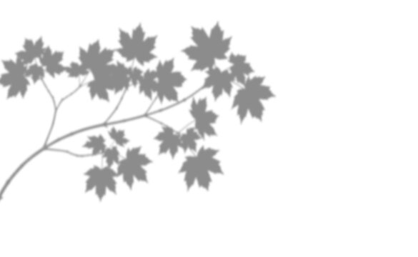 Shadow of a maple tree branch isolated on transparent background