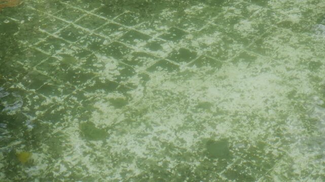 Abandoned Dirty Swimming Pool with Green Algae and Dark Mosaic Tiles, Urban Decay Neglected Outdoor 