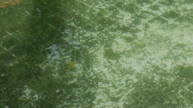 Abandoned Dirty Swimming Pool with Green Algae and Dark Mosaic Tiles, Urban Decay Neglected Outdoor 