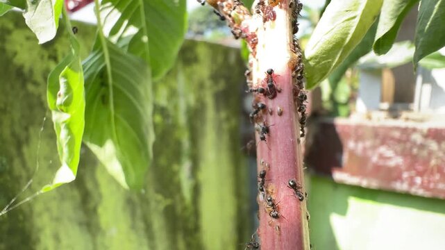 Black Ants Tending Brown Scale Insects on a Plant Stem, Detailed macro footage of black ants farming and interacting with a cluster of brown scale insects or aphids on a reddish plant stem.