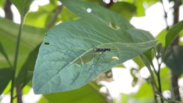 Small Winged Insect Resting on a Damaged Green Leaf, A close-up macro shot of a small black winged insect, likely a fly or wasp, resting on a textured green plant leaf with visible bite marks in a sun