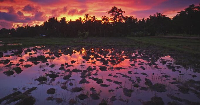 Bali rice field water reflecting the vibrant orange, red, and purple colors of a beautiful tropical sunset and silhouetted palm trees, creating a serene and picturesque landscape at dusk. Drone flight
