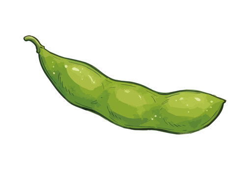 Appetizing edamame illustration with glossy green pods, fresh juicy texture and vibrant food styling ／ シズル感のある枝豆のイラスト、艶のある緑色のさやとみずみずしい質感を表現した美味しそうなフードイラスト