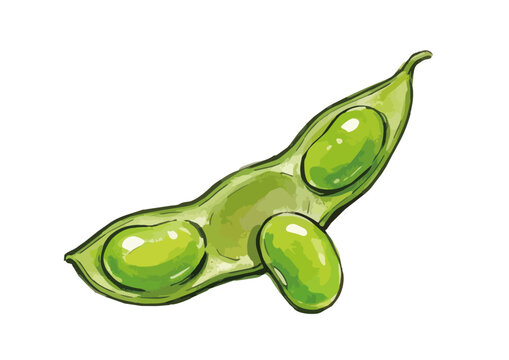 Appetizing edamame illustration with glossy green pods, fresh juicy texture and vibrant food styling ／ シズル感のある枝豆のイラスト、艶のある緑色のさやとみずみずしい質感を表現した美味しそうなフードイラスト