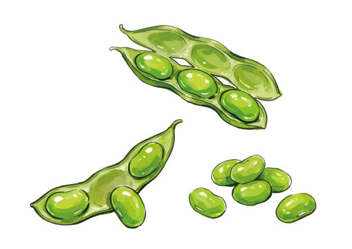 Appetizing edamame illustration with glossy green pods, fresh juicy texture and vibrant food styling ／ シズル感のある枝豆のイラスト、艶のある緑色のさやとみずみずしい質感を表現した美味しそうなフードイラスト