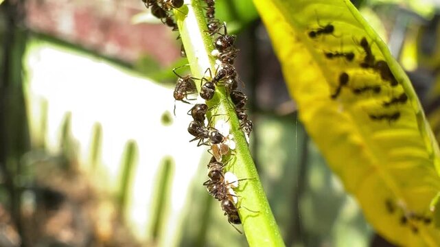 Black Ants Farming White Mealybugs on a Green Stem, Extreme close-up of a bustling colony of black ants protecting and farming white mealybugs on a vibrant green plant stem in the bright sunlight.