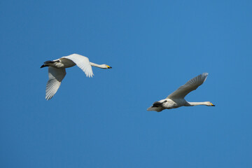 Fototapeta premium Pair of Tundra Swans Flying Against a Clear Blue Sky During Winter Migration