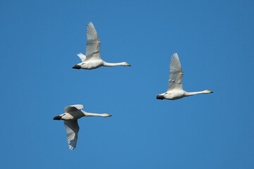 Fototapeta premium Three Whooper Swans Flying in Formation Against a Clear Blue Sky