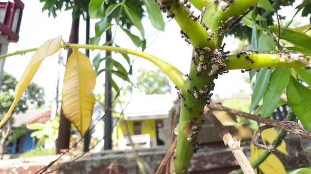Plant Stem Heavily Infested with Ants and Scale Insects, Detailed macro view of a green plant stem heavily infested with black ants and scale insects, causing a nearby leaf to turn yellow and wilt fro