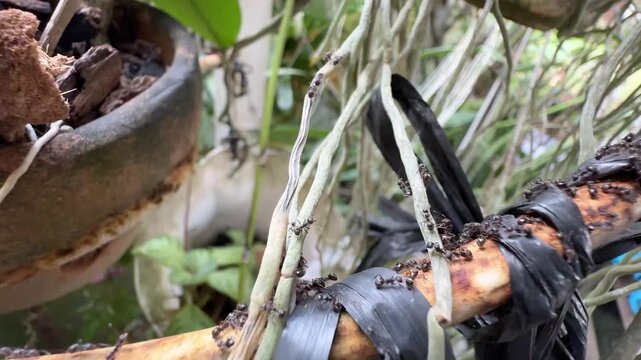 Black Ants Marching on a Taped Rusty Pipe in a Garden, Close-up footage of a dense trail of black ants marching along a rusty metal rod wrapped in black plastic tape among pale aerial plant roots.