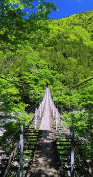 静岡県にある寸又峡の猿並橋と風に揺れる新緑