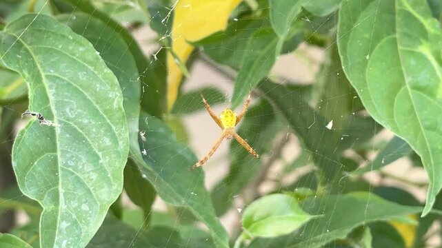 Yellow Orb Weaver Spider Resting in Web Between Green Leaves, A macro shot of a striking yellow and brown garden spider resting in the center of its delicate silk web, surrounded by lush green foliage