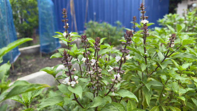 Fresh purple flowering Thai holy basil in a sunny backyard garden.