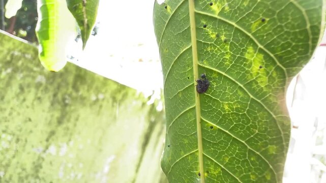 Two Small Black Insects Interacting on a Green Leaf, A close-up macro shot of two small black insects, possibly mating, resting on the textured surface of a broad green leaf in a garden setting.