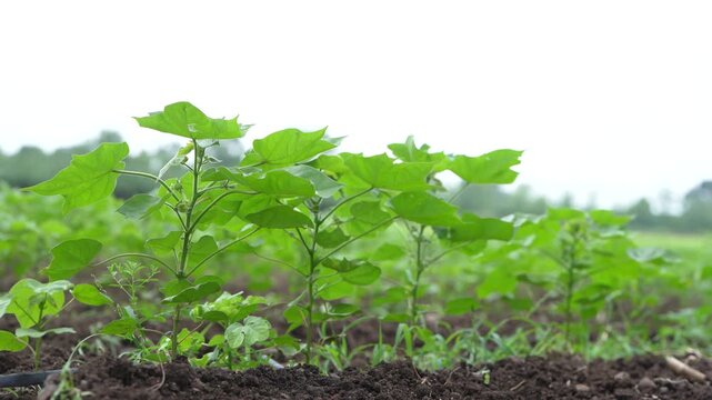 green cotton plants at agriculture field