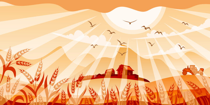 Agricultural landscape, wheat field, ears of wheat, rye or barley, tractor on the field and farm, vector illustration