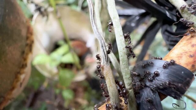Swarm of Black Ants on Rusty Pipe and Aerial Plant Roots, Close-up macro footage of a busy colony of black ants crawling over a rusty metal rod wrapped in black plastic tape and pale aerial orchid roo