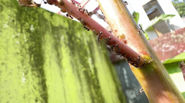Macro close up of many black ants crawling on a plant stem in the garden on a bright sunny day