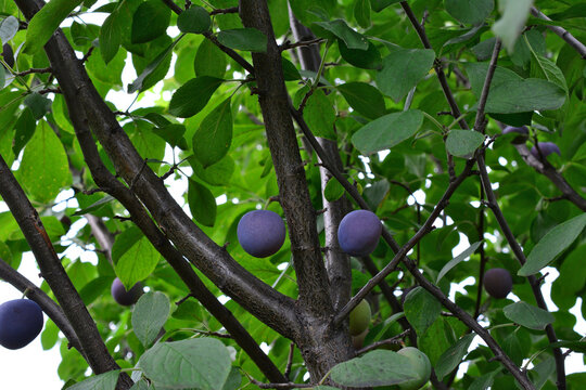 Purple Plums Growing on Tree Branches in organic Orchard