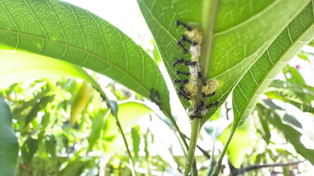 Macro Video of Black Ants Farming Scale Insects on Green Mango Leaf in Bright Sunlight Close Up