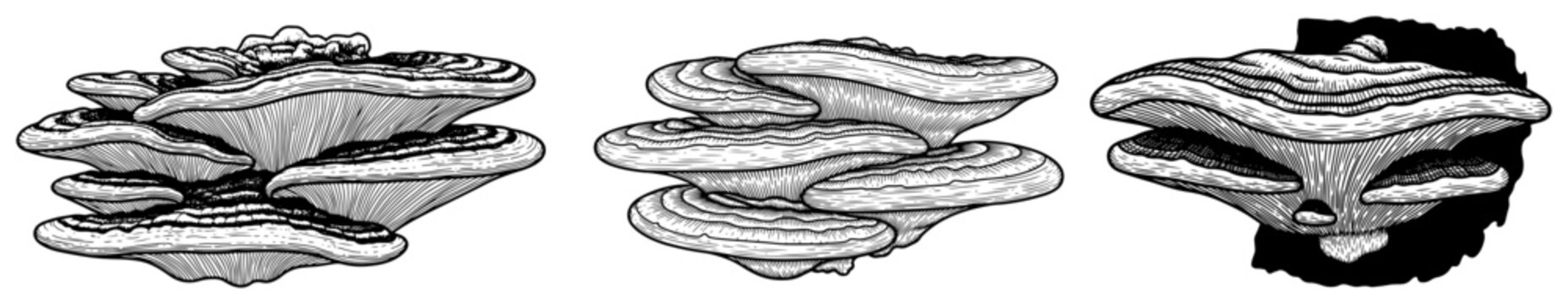 Tree shelf mushrooms or bracket fungi set hand drawn engraving style vector illustration, forest botanical wood decay polypore collection