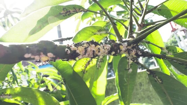 Colony of Black Ants Farming White Mealybugs on a Mango Tree Branch Infested with Pests in a Garden