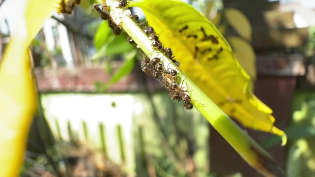 Macro shot of a colony of black garden ants crawling and working on a green plant stem in sunlight