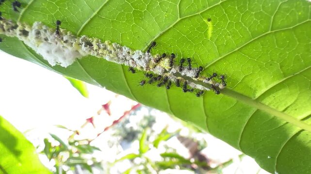 Colony of black ants farming mealybugs on the underside of a lush green leaf in a natural garden