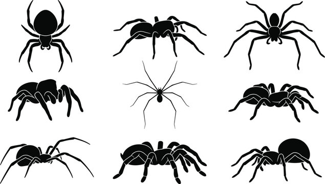 Spider Silhouette Collection with Realistic Arachnid Poses, Black Tarantula Icons, Creepy Crawling Spider Shapes, and Halloween Wildlife Vector Set