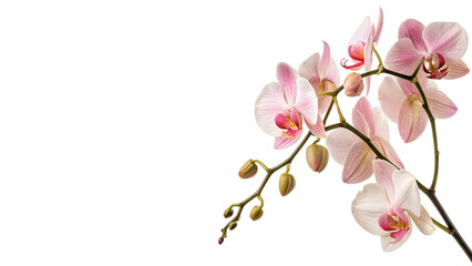 Branch of elegant pink blooming orchid flowers with buds isolated on transparent background cut out © 1png-stock
