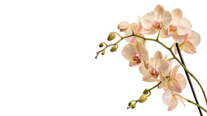 Branch of elegant pink blooming orchid flowers with buds isolated on transparent background cut out © 1png-stock