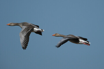 Two greylag geese (Anser anser) flying in flight against a clear blue sky background © Badr