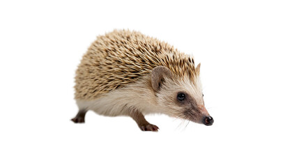 Cute wild little hedgehog walking alert on ground isolated on transparent background cut out © 1png-stock