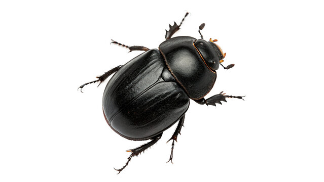 Large black shiny beetle insect with detailed shell legs isolated on transparent background cut out