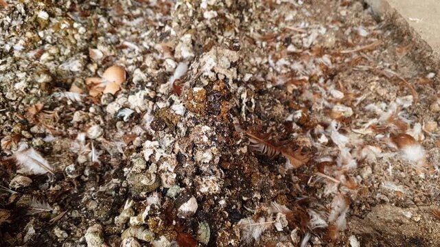 Close up of chicken manure pile mixed with shed feathers and broken eggshells under battery cage