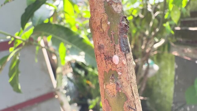 Mealybug Pest Infestation on Mango Tree Trunk with Ants Crawling in a Tropical Garden Close Up