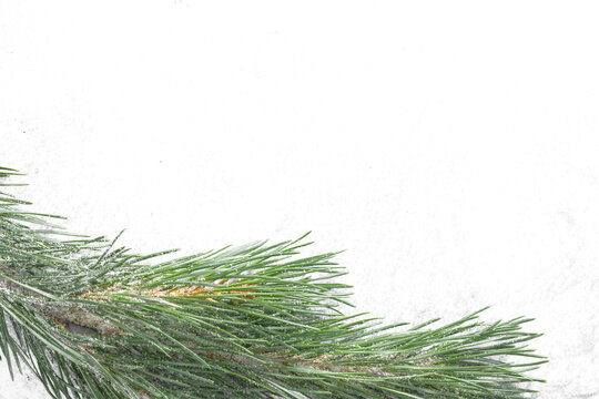 Snow-covered pine branch isolated on transparent background. Winter evergreen decoration with fresh snow for Christmas and holiday designs.